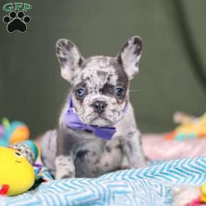 Hallie, French Bulldog Puppy