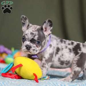 Hallie, French Bulldog Puppy