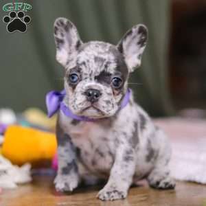 Hallie, French Bulldog Puppy