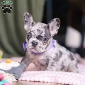 Hallie, French Bulldog Puppy