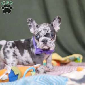 Hallie, French Bulldog Puppy