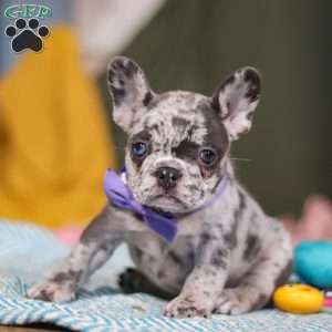 Hallie, French Bulldog Puppy