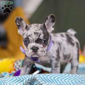 Hallie, French Bulldog Puppy