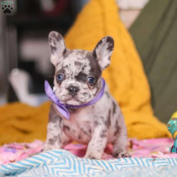 Hallie, French Bulldog Puppy