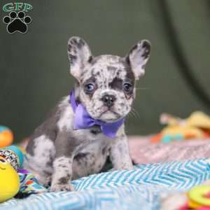 Hallie, French Bulldog Puppy