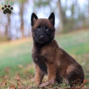 Halo, Belgian Malinois Puppy