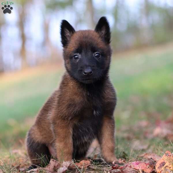 Halo, Belgian Malinois Puppy