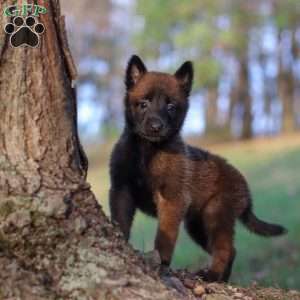 Halo, Belgian Malinois Puppy