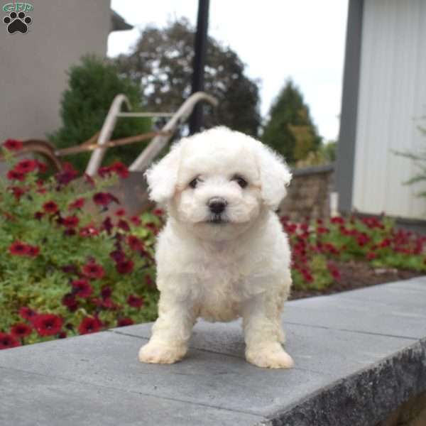 Halo, Bichon Frise Puppy