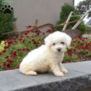 Halo, Bichon Frise Puppy