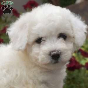 Halo, Bichon Frise Puppy