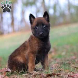 Halo, Belgian Malinois Puppy