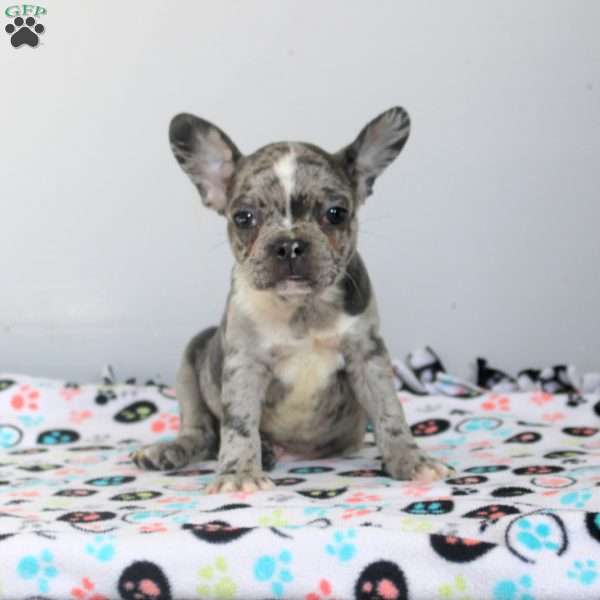 Hank, Frenchton Puppy