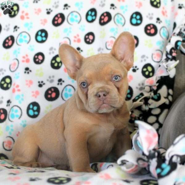 Hank, French Bulldog Puppy