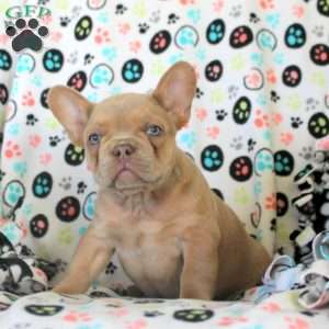 Hank, French Bulldog Puppy