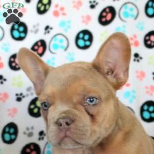 Hank, French Bulldog Puppy