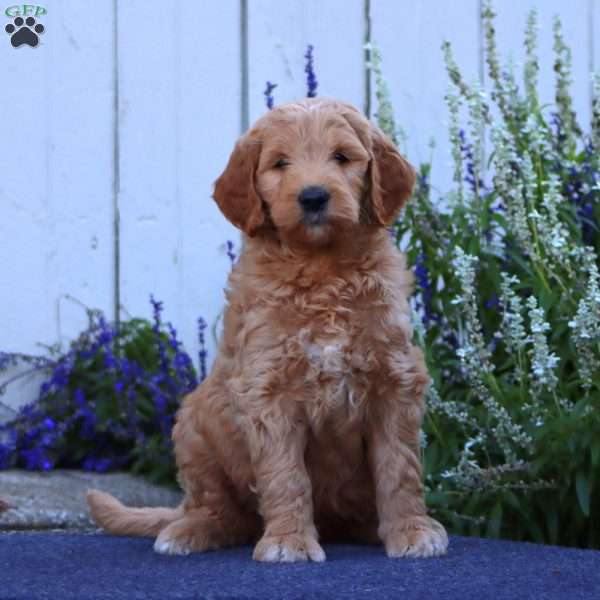 Hank, Goldendoodle Puppy