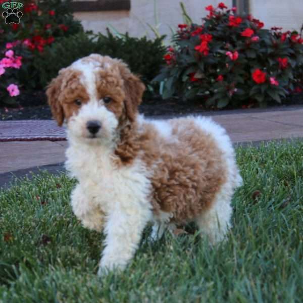 Hank, Miniature Poodle Puppy
