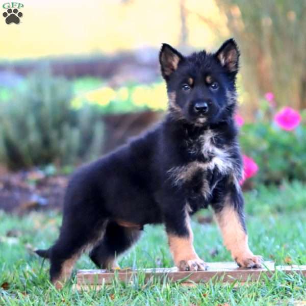 Hank, German Shepherd Puppy
