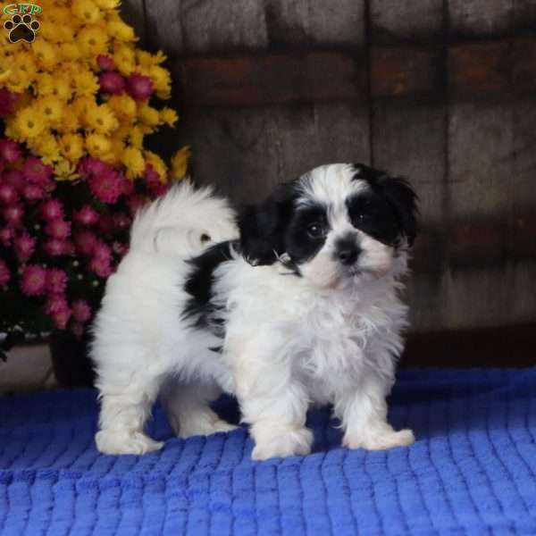 Hank, Teddy Bear Puppy
