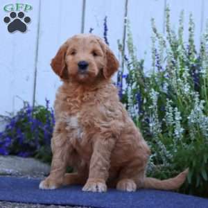 Hank, Goldendoodle Puppy