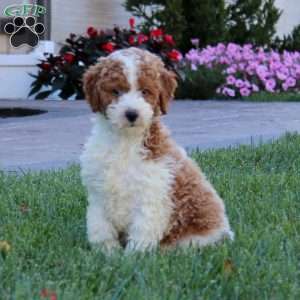 Hank, Miniature Poodle Puppy