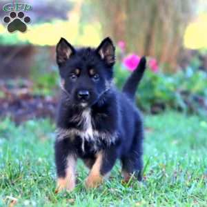 Hank, German Shepherd Puppy