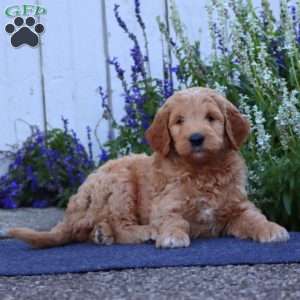 Hank, Goldendoodle Puppy