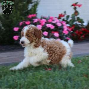 Hank, Miniature Poodle Puppy
