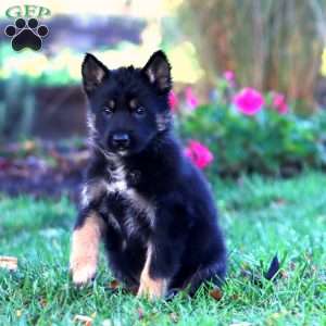 Hank, German Shepherd Puppy