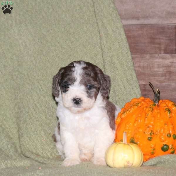 Hannah, Miniature Poodle Puppy