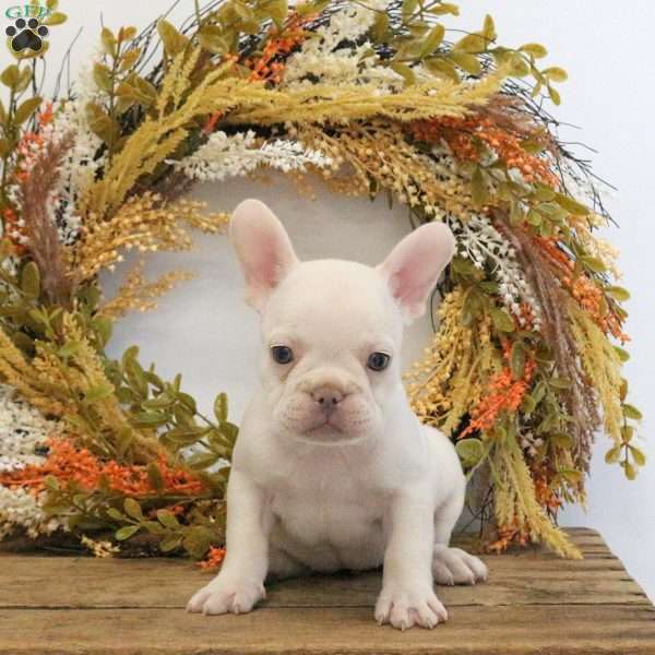Hannah, French Bulldog Puppy