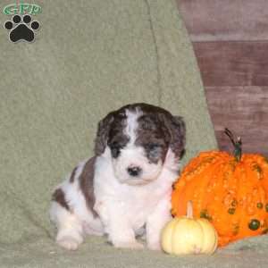 Hannah, Miniature Poodle Puppy