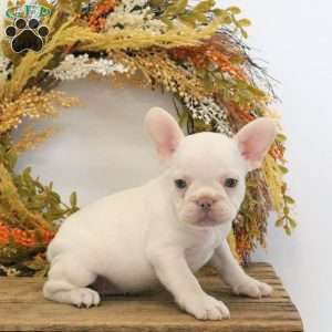 Hannah, French Bulldog Puppy