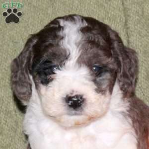 Hannah, Miniature Poodle Puppy