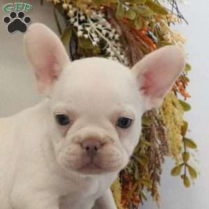 Hannah, French Bulldog Puppy