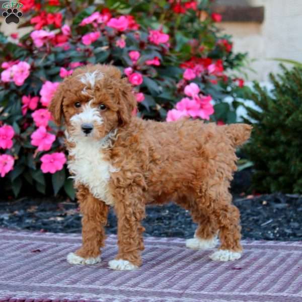 Hannah, Miniature Poodle Puppy