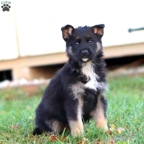 Hannah, German Shepherd Puppy