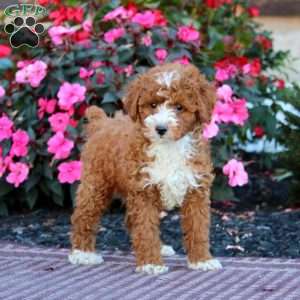 Hannah, Miniature Poodle Puppy
