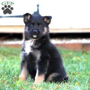 Hannah, German Shepherd Puppy