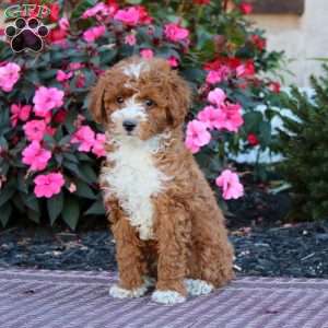 Hannah, Miniature Poodle Puppy