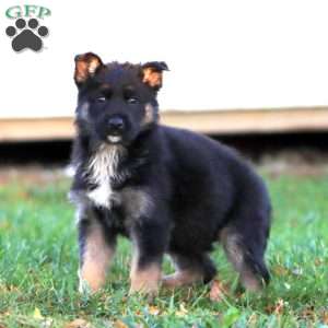 Hannah, German Shepherd Puppy