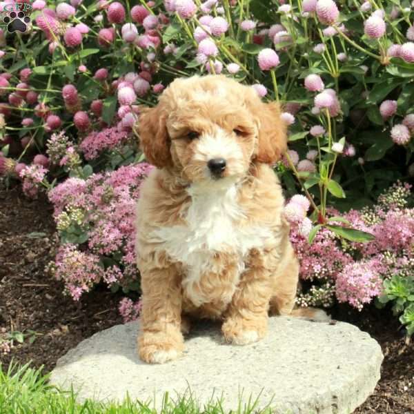 Hansel, Cavapoo Puppy