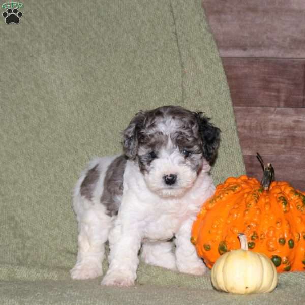 Happy, Miniature Poodle Puppy