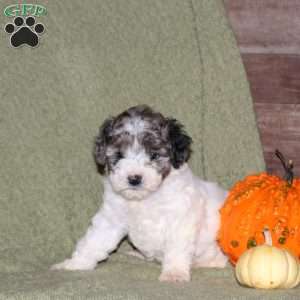 Happy, Miniature Poodle Puppy