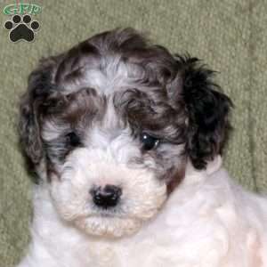 Happy, Miniature Poodle Puppy