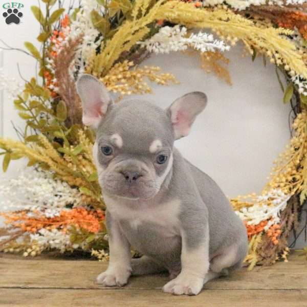 Happy, French Bulldog Puppy