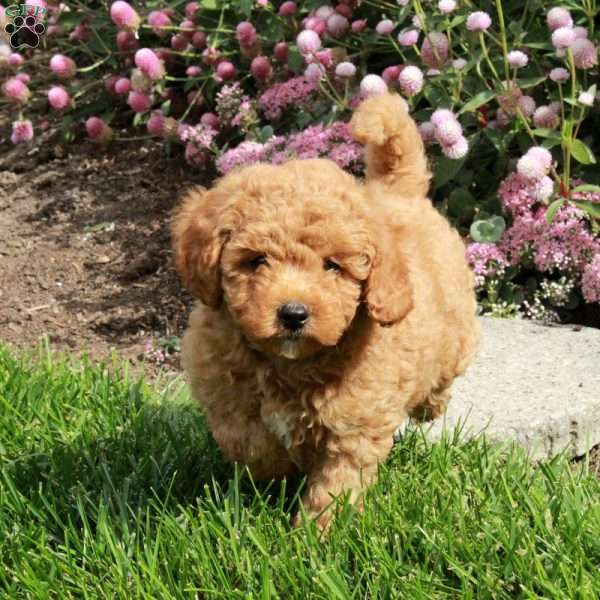Happy, Cavapoo Puppy