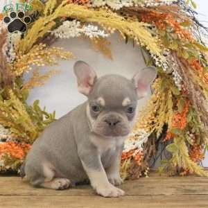 Happy, French Bulldog Puppy
