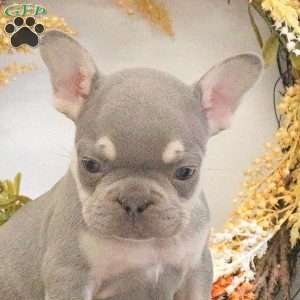 Happy, French Bulldog Puppy